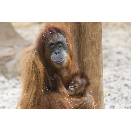 Réduction ZOO D'AMNEVILLE &Wengel