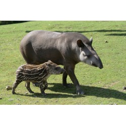 Réduction Zoo Parc de BEAUVAL &Wengel